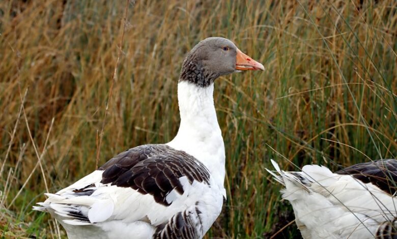 kilom profile summary details