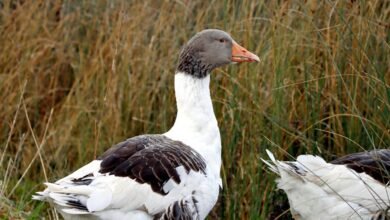 magickea s profile summary overview