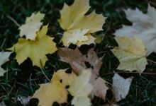 mario lopez legal case